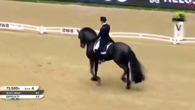 Фриз. Выездка смотреть онлайн