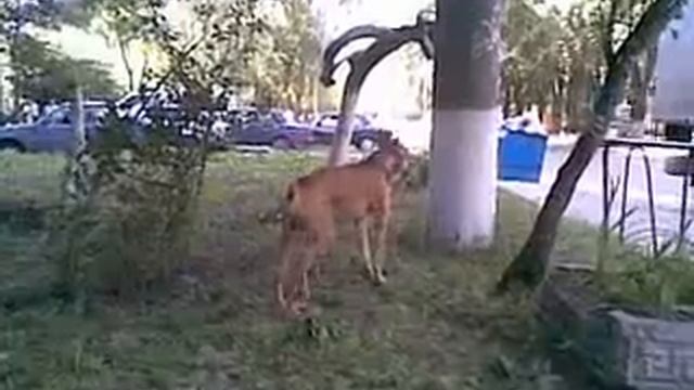Boxer Dog-Боксёр-первый лай в 11лет