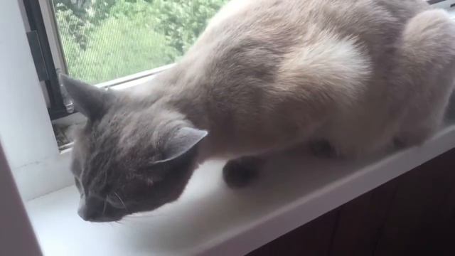 VLOG: Покупки косметики 💄, мой кот😻 , играю на пианино🎹 смотреть онлайн