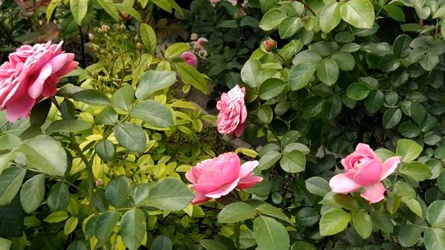 Роза Leonardo Da Vinci  самая устойчивая  и хорошо зимующая роза на Урале