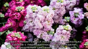 Маттиола — описание, посадка и выращивание из семян