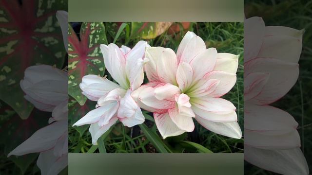 Amaryllis ( Hippeastrum)2022. Curtea de Argeș! COVER. Par: 9. смотреть онлайн