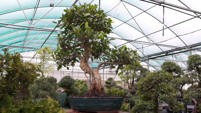 golden gate ficus xx large indoor bonsai ct8002ggf video смотреть онлайн