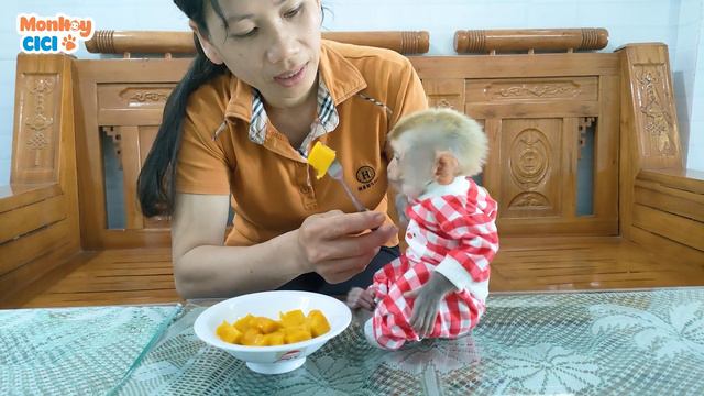 Baby Monkey CiCi Sadly Stopped Eating Because Her Mother Only Worried About Cleaning