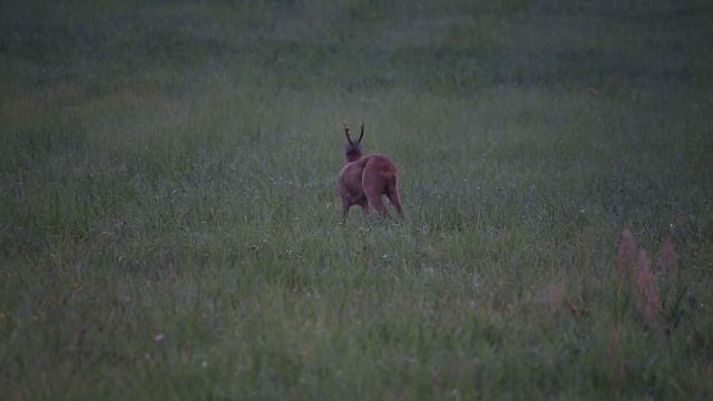 Косуля в вечерних сумерках. Европейская косуля (Capreolus capreolus), самец. смотреть онлайн