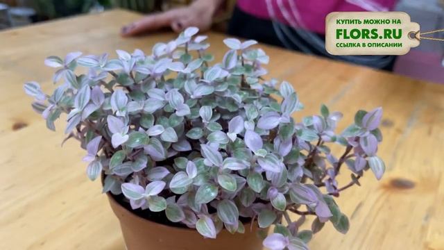 Каллизия Розато - близкий родственник традесканции | Розовое нежное комнатное растение