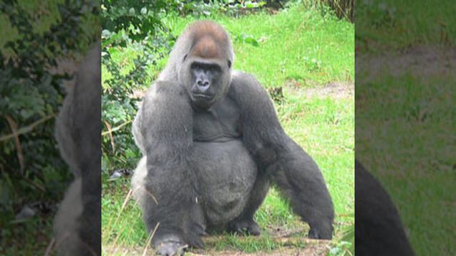 горилла минуту показывает как сидеть на кортах смотреть онлайн