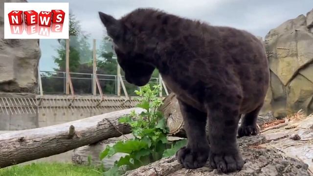 В Удмуртском зоопарке родился детёныш чёрного ягуара смотреть онлайн