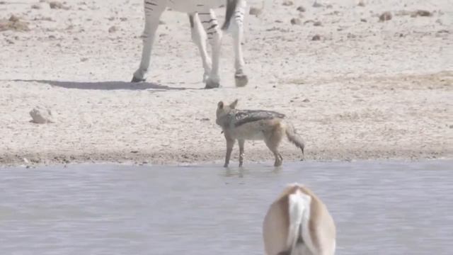 22 Interesting Facts About Jackal(Can Jackal Be Tamed?) смотреть онлайн