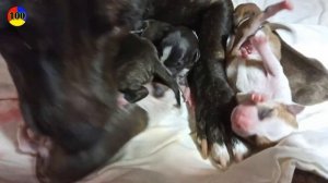 Роды собак , как рождаются щенки - Стаффордширский терьер .