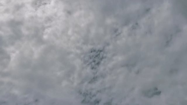 #БОЙНЫЕГОЛУБИ. Посадка бакинских бойных голубей 03.07.2021г. смотреть онлайн