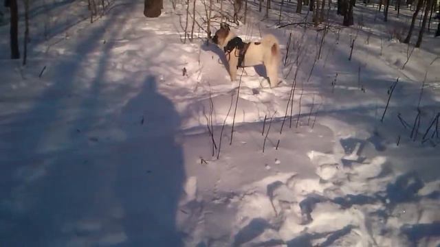 Мой Акита по имени Хаус со своим другом Микой смотреть онлайн