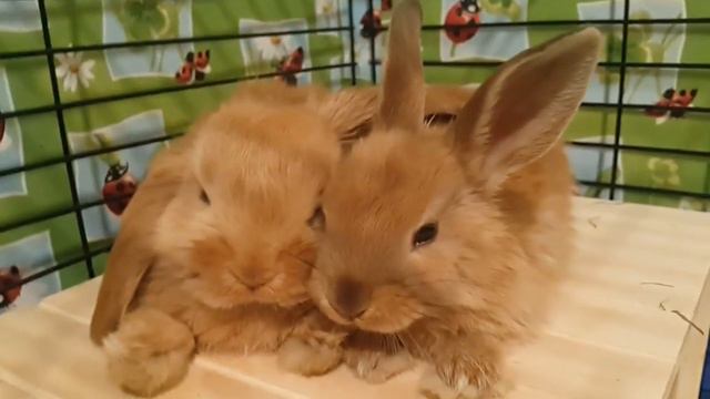 🐾 😍 Кролики шевелят носиками смотреть онлайн