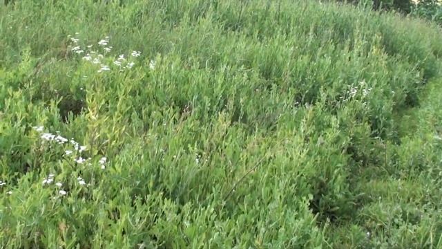 Обзор питомника медоносов. смотреть онлайн