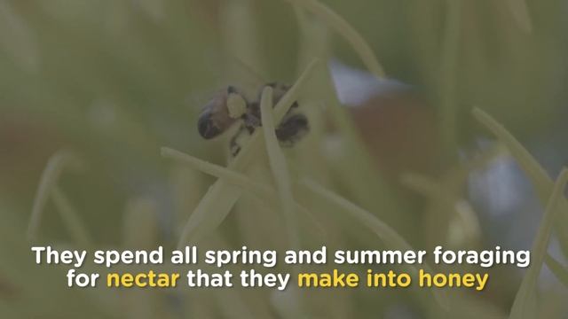 Why Do Bees Need Honey? encycloBEEdia смотреть онлайн