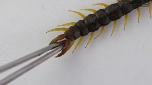 Сколопендра кольчатая. Опасность, образ жизни, содержание // Clever Cricket