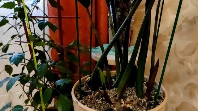 Замиокулькас | Долларовое дерево | Важные моменты в содержании | Год спустя после залива. смотреть онлайн