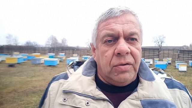 На чём зимуют наши пчёлы. Мёд, сахарный сироп, инвертированный сахарный сироп. смотреть онлайн