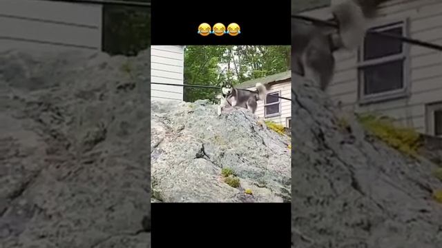 ПРИКОЛЫ С ЖИВОТНЫМИ / Кошки против Собак / Смешные животные 2022 смотреть онлайн