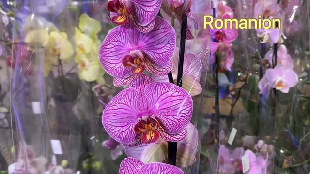 💙💛Pandora🤩African sunset🤩Las Palmas🤩Шикарні ОРХІДЕЇ в супермаркеті Сільпо, Київ 20.01.2023 смотреть онлайн