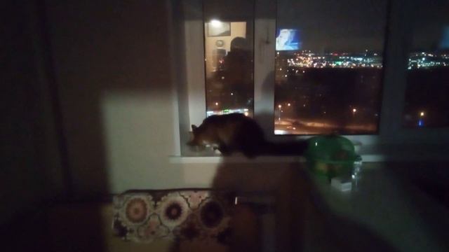 Кот Марсель решил искупаться в ванной комнате у нас дома. смотреть онлайн