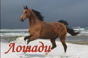 Лошади