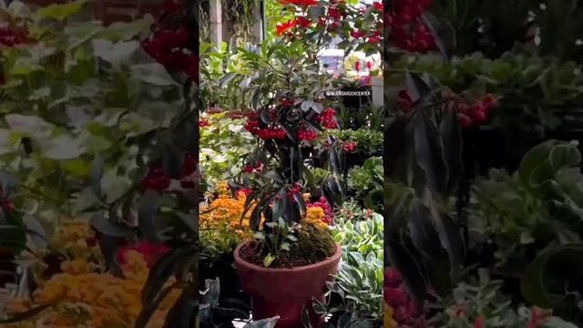money tree ardisia #cactus #plants #succulents #flowers #houseplants #succulent #plantgarden смотреть онлайн