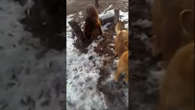 Человек собаке друг! Бродячие псы самые умные смотреть онлайн