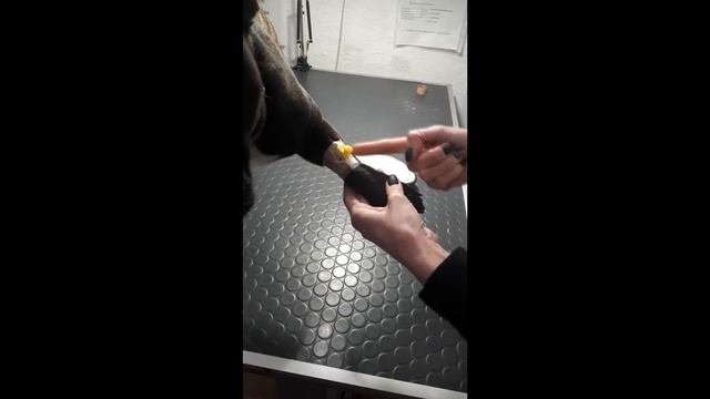 Как снять внутривенный катетер у собаки или кошки самостоятельно