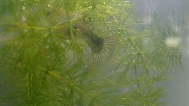 Гуппи рожает Мальки меченосцев Анциструсы Данио глофиш смотреть онлайн