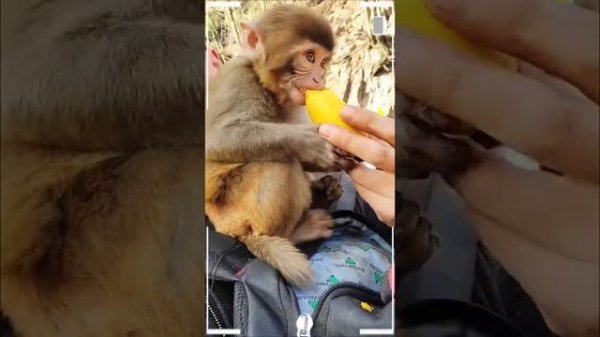 The Best of Monkey Videos - A Funny Monkeys Compilation Ep19