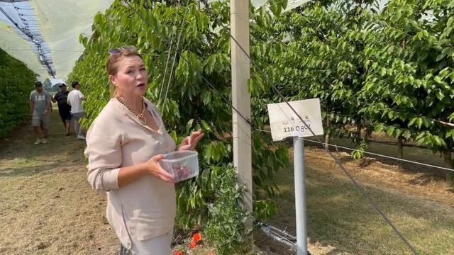 Новые сорта черешни смотреть онлайн