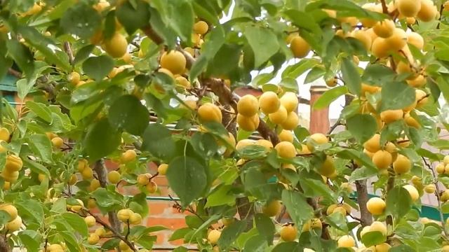 На память об уходящем лете... смотреть онлайн