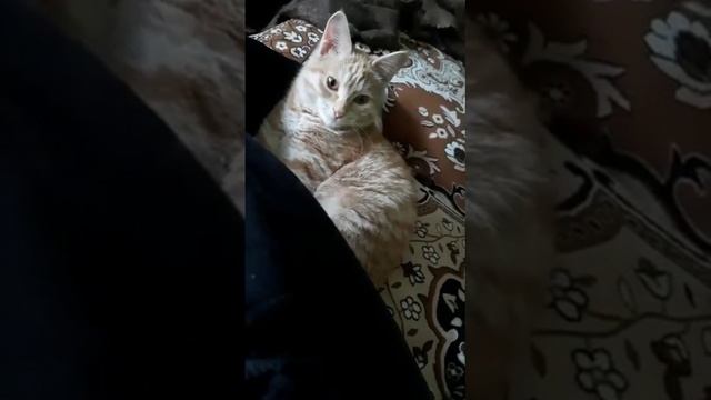 Барин пришел #кошачьяжизнь #кот #собака #пудель #сказка #котенок #family смотреть онлайн