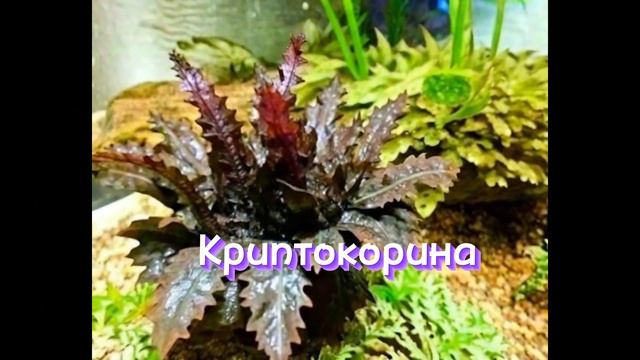 Аквариумные растения смотреть онлайн