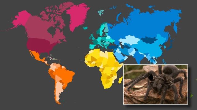 Top 20 Largest Spider Species | Explained смотреть онлайн