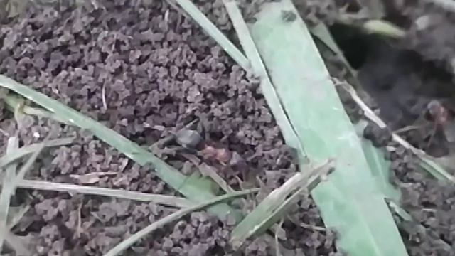 муравейники на дачи смотреть онлайн