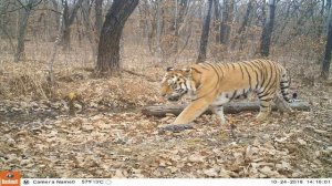 охота на кабана Облавная охота на кабанов загоном.