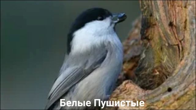 ПУХЛЯК?/Птицы/Животные/Интересные факты