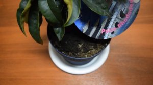 Ph метр, измеритель влажности и освещенности 3 в 1  Обзор измерителя кислотности почвы online video