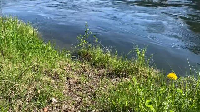 Поля одуванчиков, цвет черёмухи, река смотреть онлайн