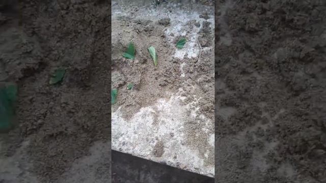 Песочная еда смотреть онлайн