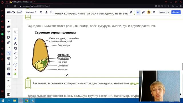 Строение семени смотреть онлайн