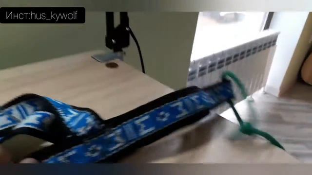 ОБЗОР АМУНИЦЫЮ МОЕЙ СОБАКИ смотреть онлайн