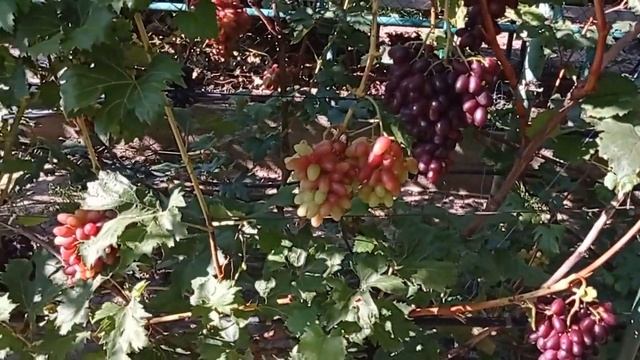 @Виноград Артек, Иванка, Казанова Коллаж винограда, прививки смотреть онлайн