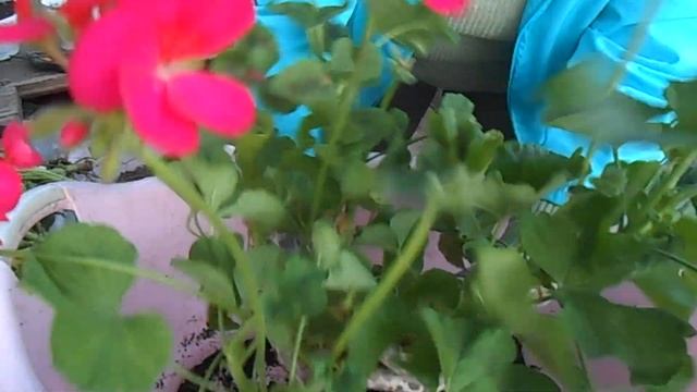 Осенняя выкопка пеларгонии из земли смотреть онлайн