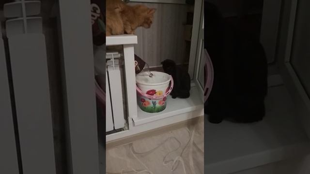 Сливаем воду из батарей. Помощники! смотреть онлайн