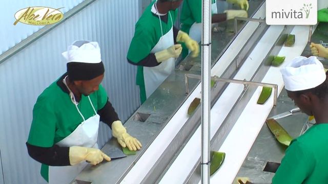 Herstellung Bio Aloe Vera Farm Mallorca - Blick hinter die Kulissen | als BIODALOE bei MIVITA смотреть онлайн