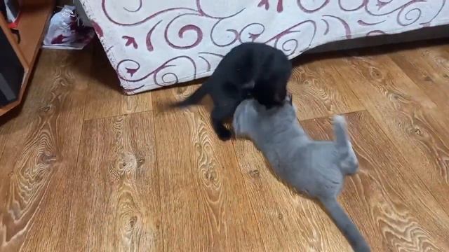 А теперь это МОЁ! А ну-ка, ОТДАЙ!!! смотреть онлайн