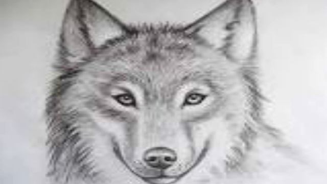 Drawing of a WOLF with $5 смотреть онлайн